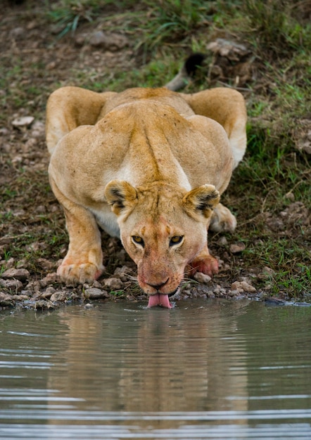 Leeuwin drinkt water uit plassen. Kenia. Tanzania. Masai Mara. Serengeti.