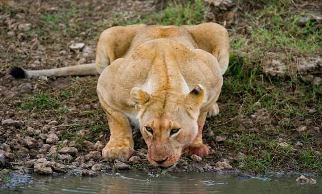 Leeuwin drinkt water uit plassen. Kenia. Tanzania. Masai Mara. Serengeti.