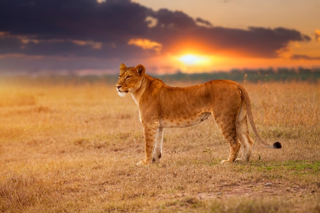 Leeuwin in de Afrikaanse savanne bij zonsondergang Kenia
