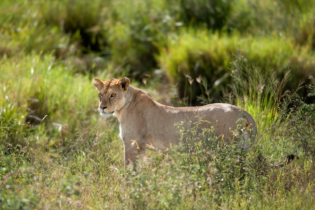 Leeuwin in het serengeti national park