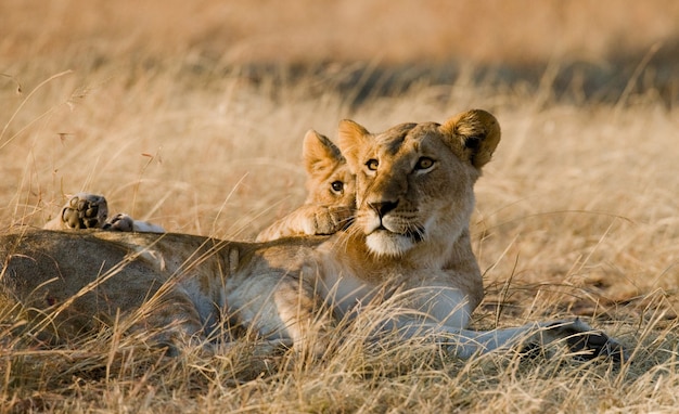 Leeuwin met welpen in de savanne. Nationaal Park. Kenia. Tanzania. Masai Mara. Serengeti.