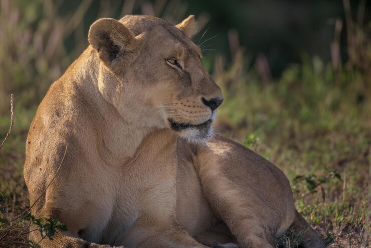 Leeuwin (Panthera leo) rust bij zonsopgang. Serengeti National Park, Tanzania