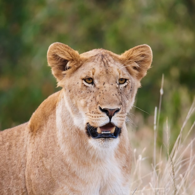 leeuwin portret in het Masai Mara nationaal park, Kenia. Dieren in het wild.