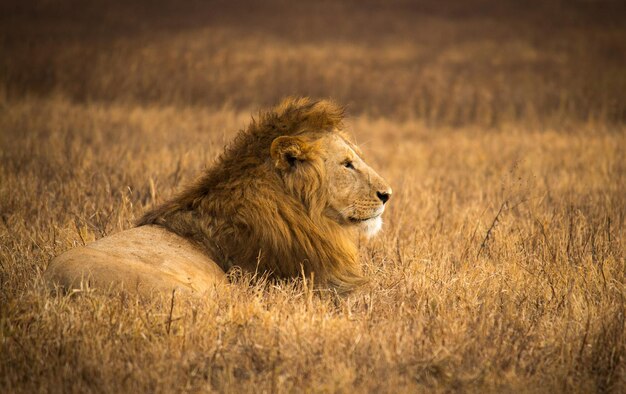 Foto leeuwin zit op het veld.