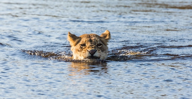 Leeuwin zwemt door het moeras