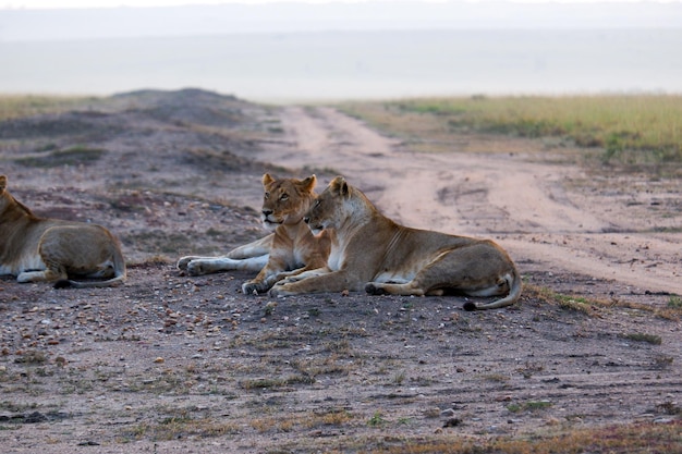 Foto leeuwinnen ontspannen zich bij een modderpad in de maasai mara