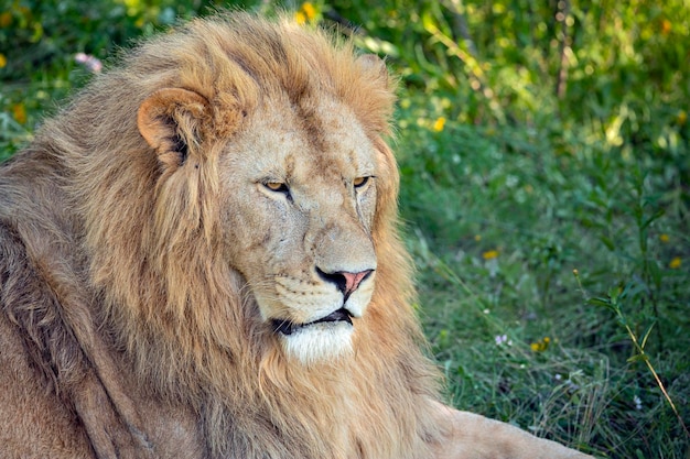 Leeuwportret met manenclose-up. De leeuw (Panthera leo) is een grote kat van het geslacht Panthera..