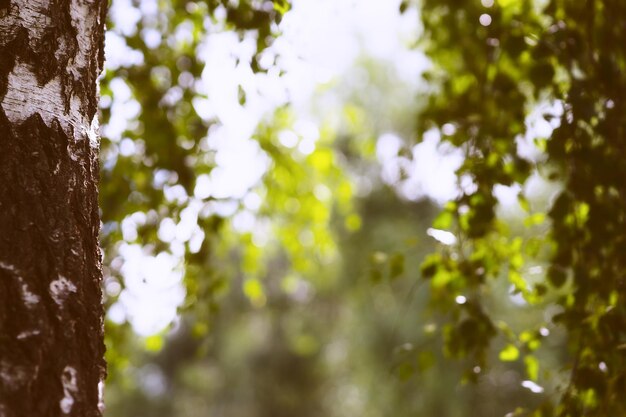 Left aligned birch bokeh background hd