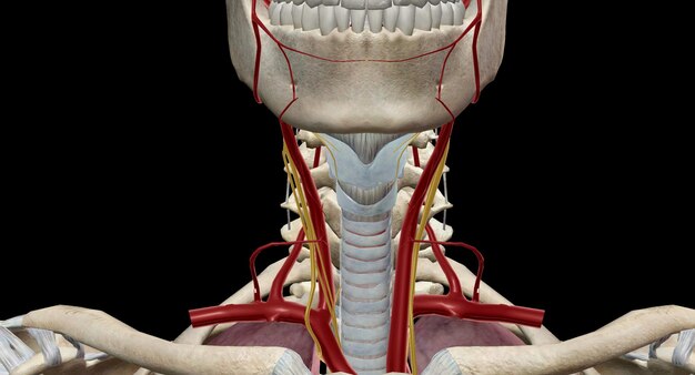 Foto l'arteria carotide comune sinistra è il ramo successivo dell'aorta