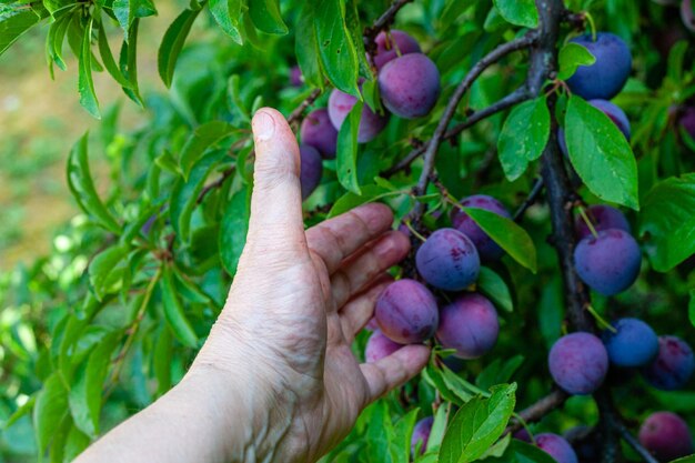 Mano sinistra che tiene toccando una prugna ciliegia sull'albero