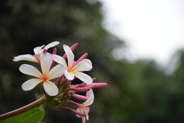 Plumeria 꽃의 왼쪽 배경 흐림