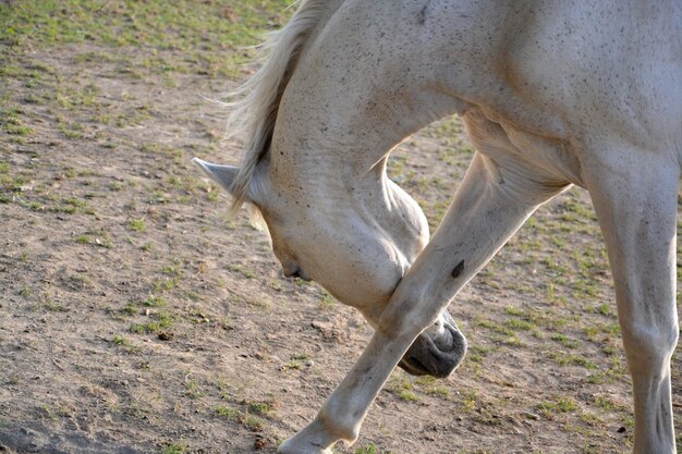 Foto la gamba di un cavallo