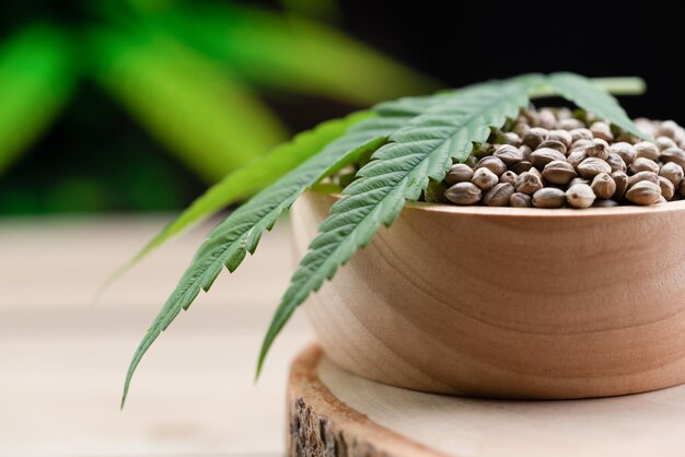 Legalized cannabis concept for medical and healthcare purpose shown by hemp seed