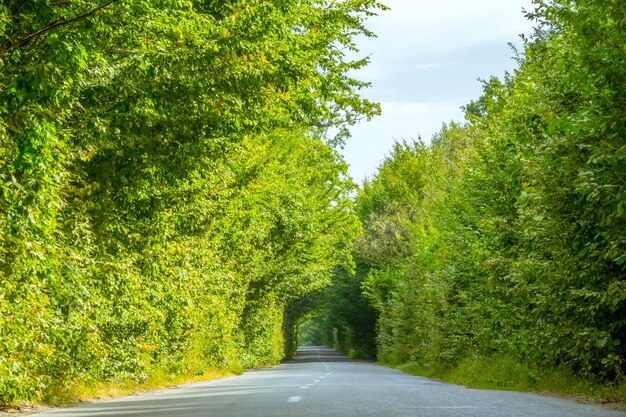 Lege asfaltweg door het bos. Groene takken vormden een tunnel