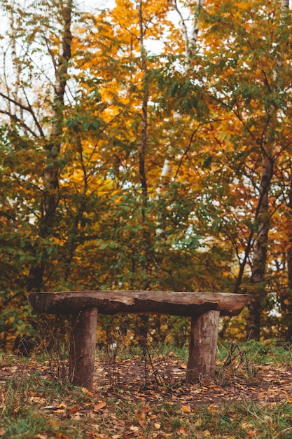 Lege bank in het openbare stadspark van de herfst