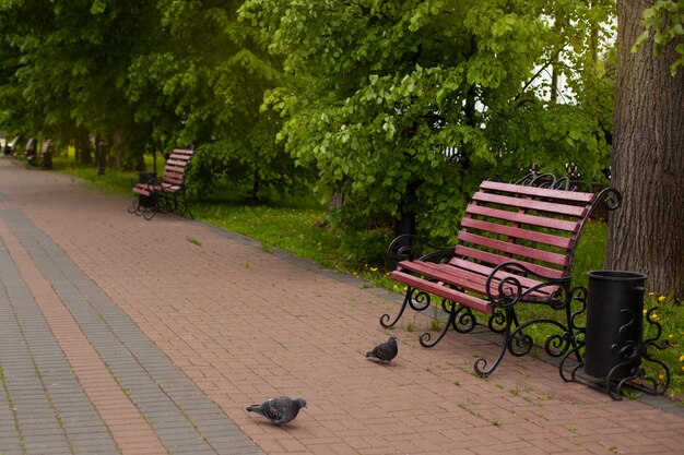 Lege banken in een zomer Park