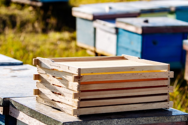 Lege honingraten in de buurt van netelroos. Frame voor honingraat van bijen. Bijenwas. Wasbasis voor het herbouwen van honingbijen op de achtergrond van een bijenkorf. Honingraten.