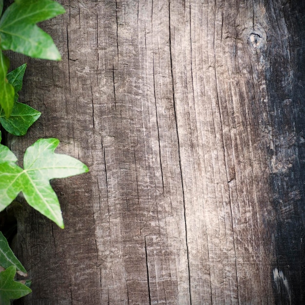 Lege houten achtergrond met klimop frame aan de linkerkant, grungy stijl, ruimte voor tekst, vierkante afbeelding