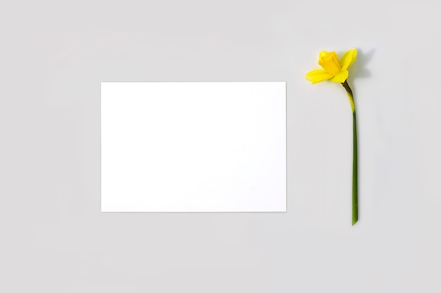 Foto lege kaart of notitie en gele narcisbloem met harde schaduwen