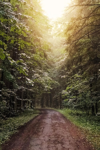 Lege onverharde weg in bos na regen