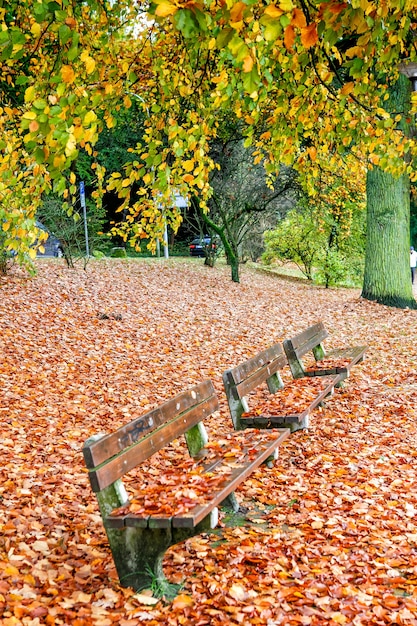 Lege parkbank omgeven door gele herfstbladeren.