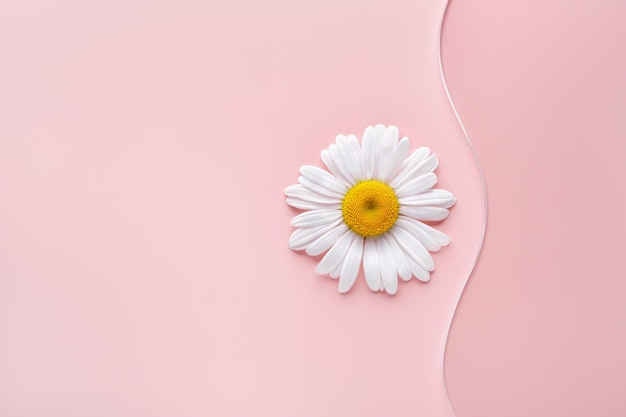 Lege ronde petrischaal golvend glasplaatje en kamille bloem op roze achtergrond Mockup voor cosmetische of wetenschappelijke productmonster Minimale natuurwetenschappelijke concept