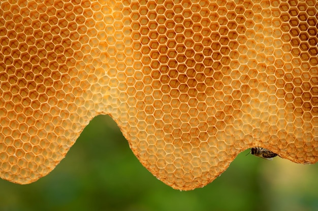 Lege verse honingraten abstracte natuurlijke achtergrond close-up