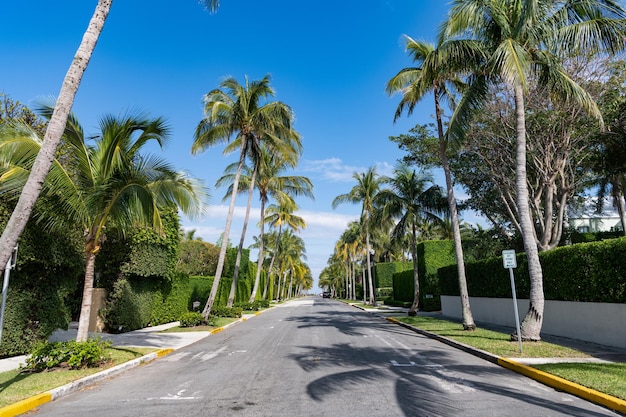 Lege weg met lijnmarkering en palmbomen op avenue