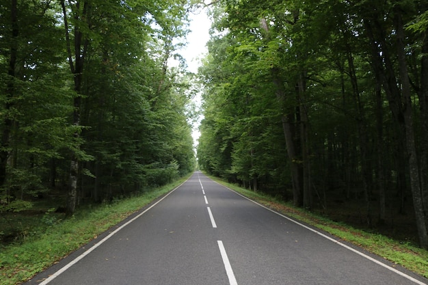 lege weg midden in het bos