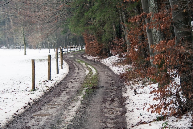 Foto lege weg te midden van bomen in het bos tijdens de winter
