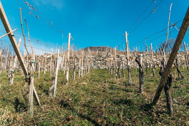 Lege wijngaarden in het wijnbouwgebied Valtellina in Lombardije, Italië tijdens de winter