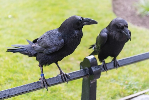 Legendarische raven van de Tower of London Engeland UK