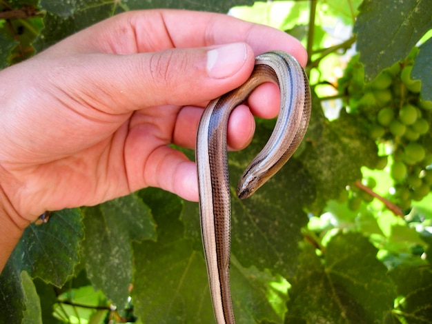 Photo legless lizard spindle in human hand anguis fragilis