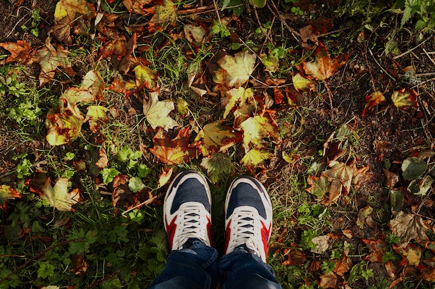 Legs on autumn  with copyspace. Abstract .