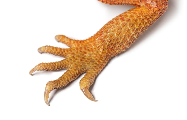 Gambe e piedi di un pogona super extrem rosso super trasparente