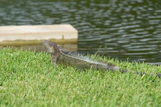 Leguaan hagedis in het wild leguaan hagedis buiten foto van leguaan hagedis leguaan hagedis reptiel