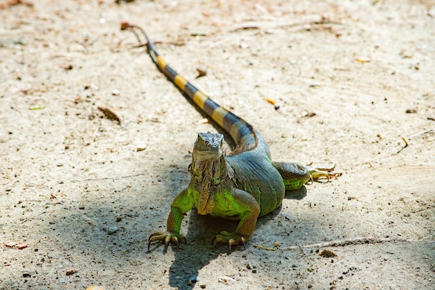 Leguaan hagedis met staart leguaan hagedis in de natuur foto van leguaan hagedis reptiel leguaan hagedis