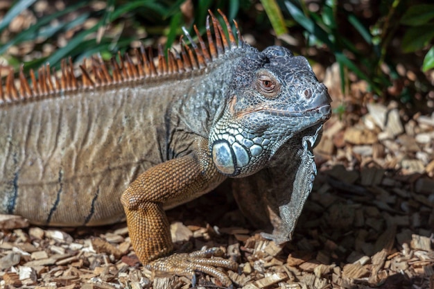 Leguaan in Loro Parque Zoo