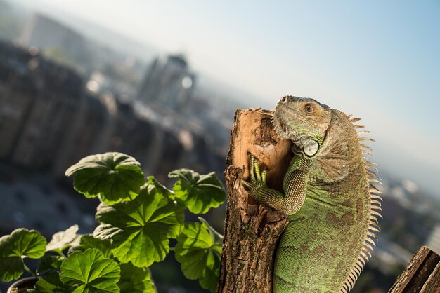 leguaan kruipt op een stuk hout en poseert