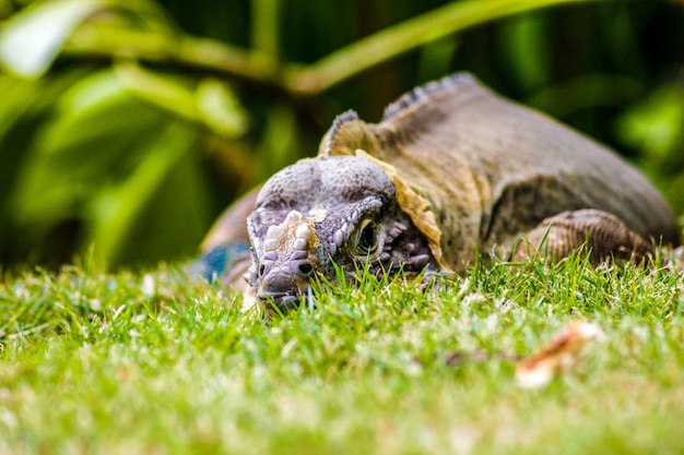 Leguaan neergestreken in het groene gras in Dominica Republiek