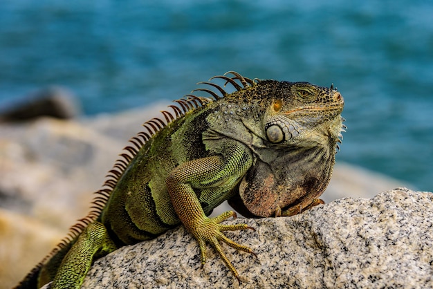 Leguaan reptiel exotische wilde draak hagedissen halloween