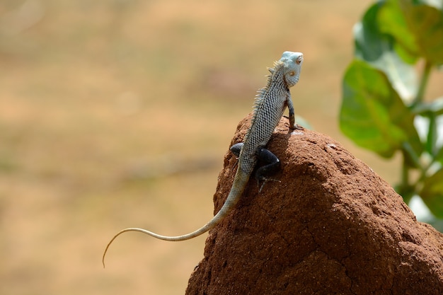 Leguaan, Yala National Park, Sri Lanka