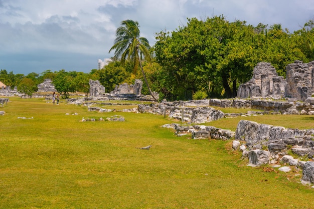 Leguaanhagedis in oude ruïnes van Maya in de archeologische streek van El Rey dichtbij Cancun Yukatan Mexico