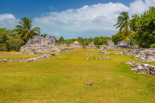 Leguaanhagedis in oude ruïnes van Maya in de archeologische streek van El Rey dichtbij Cancun Yukatan Mexico