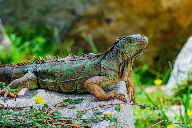 Leguaanhagedis op een steen. Hagedis Iguana, in een grot waar hagedissen leven.