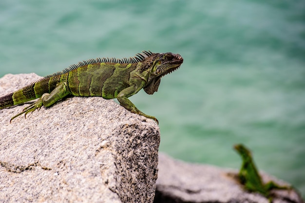 Leguanen die opwarmen in de zon op vulkanische rotsen. Wildlife en natuur, zeeleguanen.