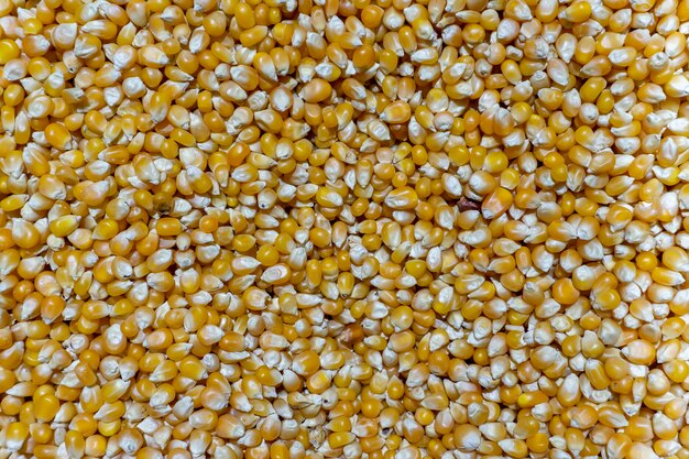 Legume Grains