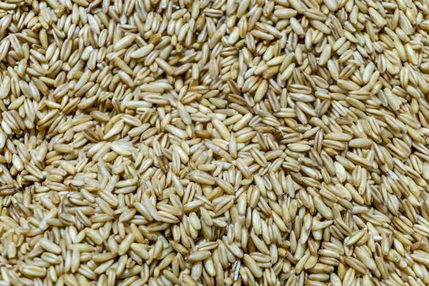 Legume Grains