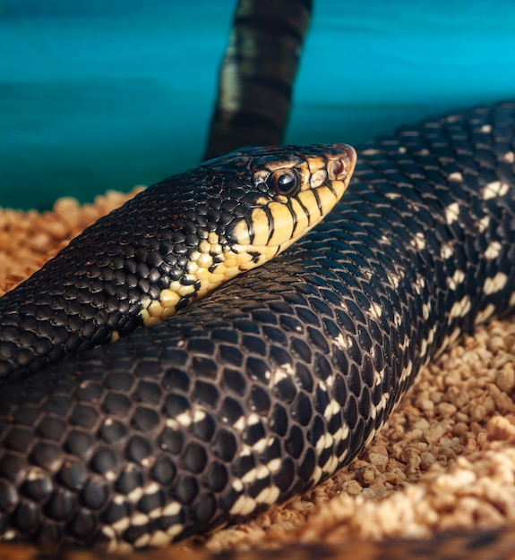 Leioheterodon madagascariensis 또는 Malagasy Giant Hognose 뱀