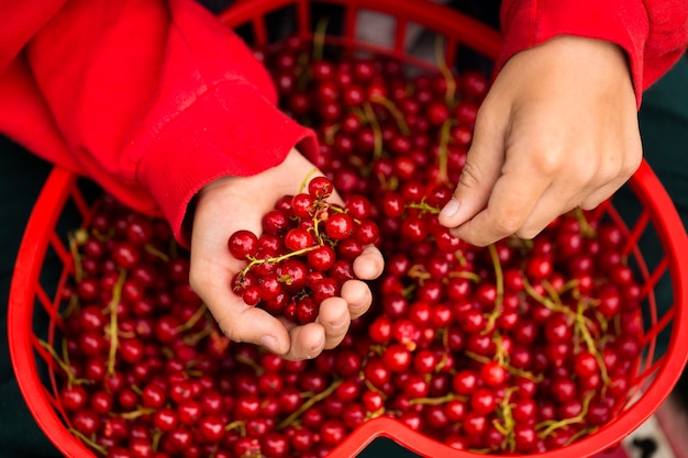 lekker fruit in de kinderhanden